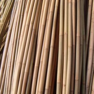 Tutores de bambu 210cm (100pzs)