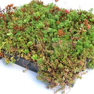 Sistema de clic de techo verde Sedum 45x50cm