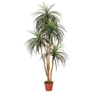 Plantas artificiales Nolina 185cm