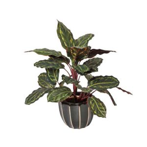 Plantas artificiales Galatea Cebra